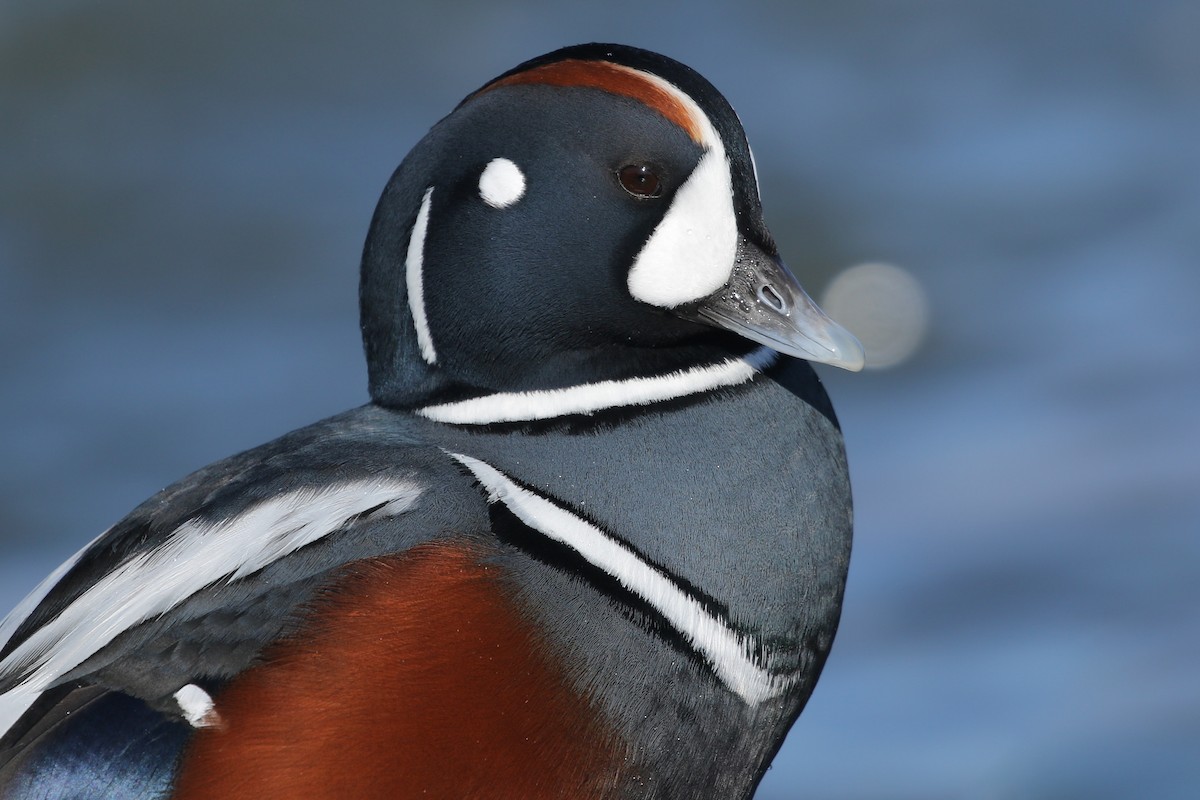 Harlequin Duck - ML299886531