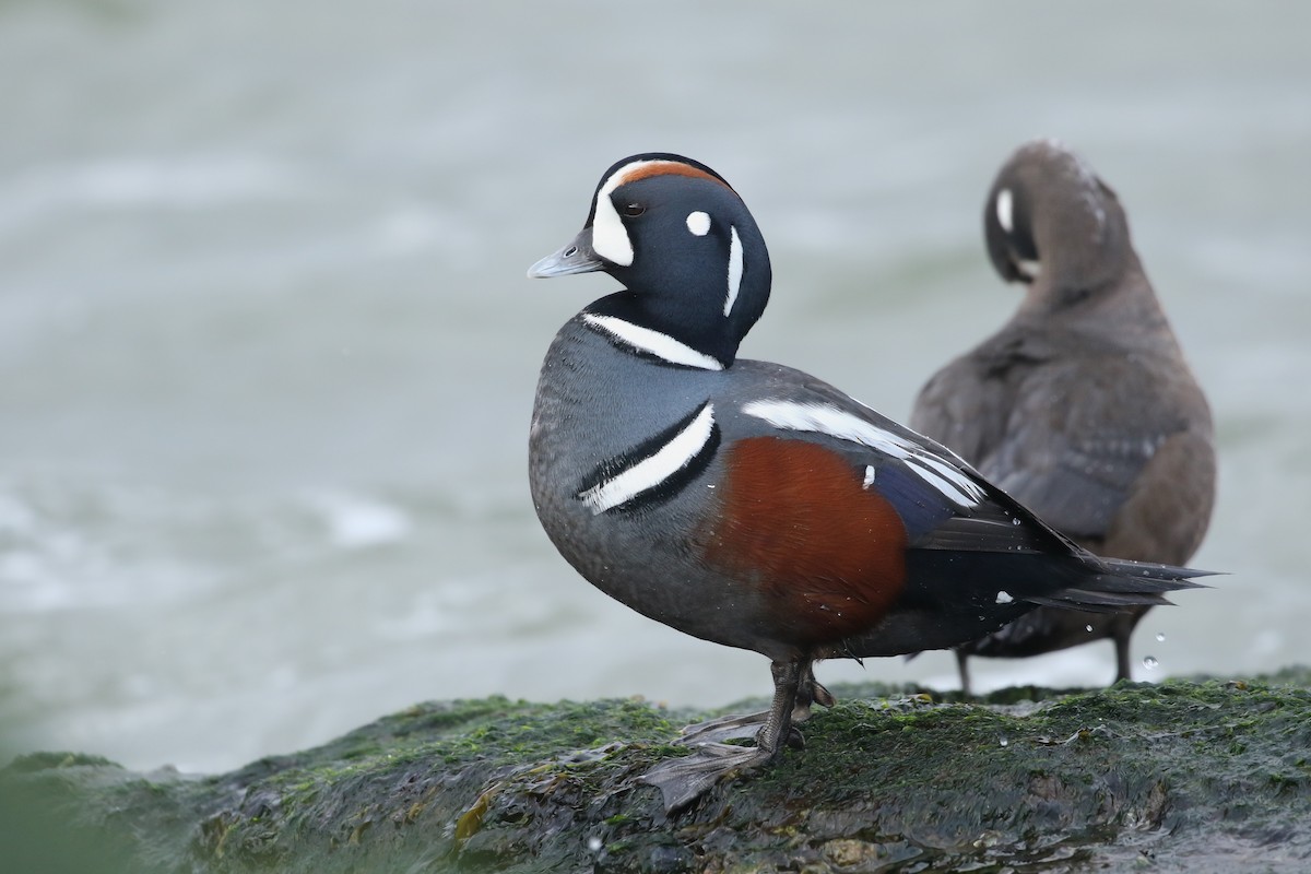 Harlequin Duck - ML299887551