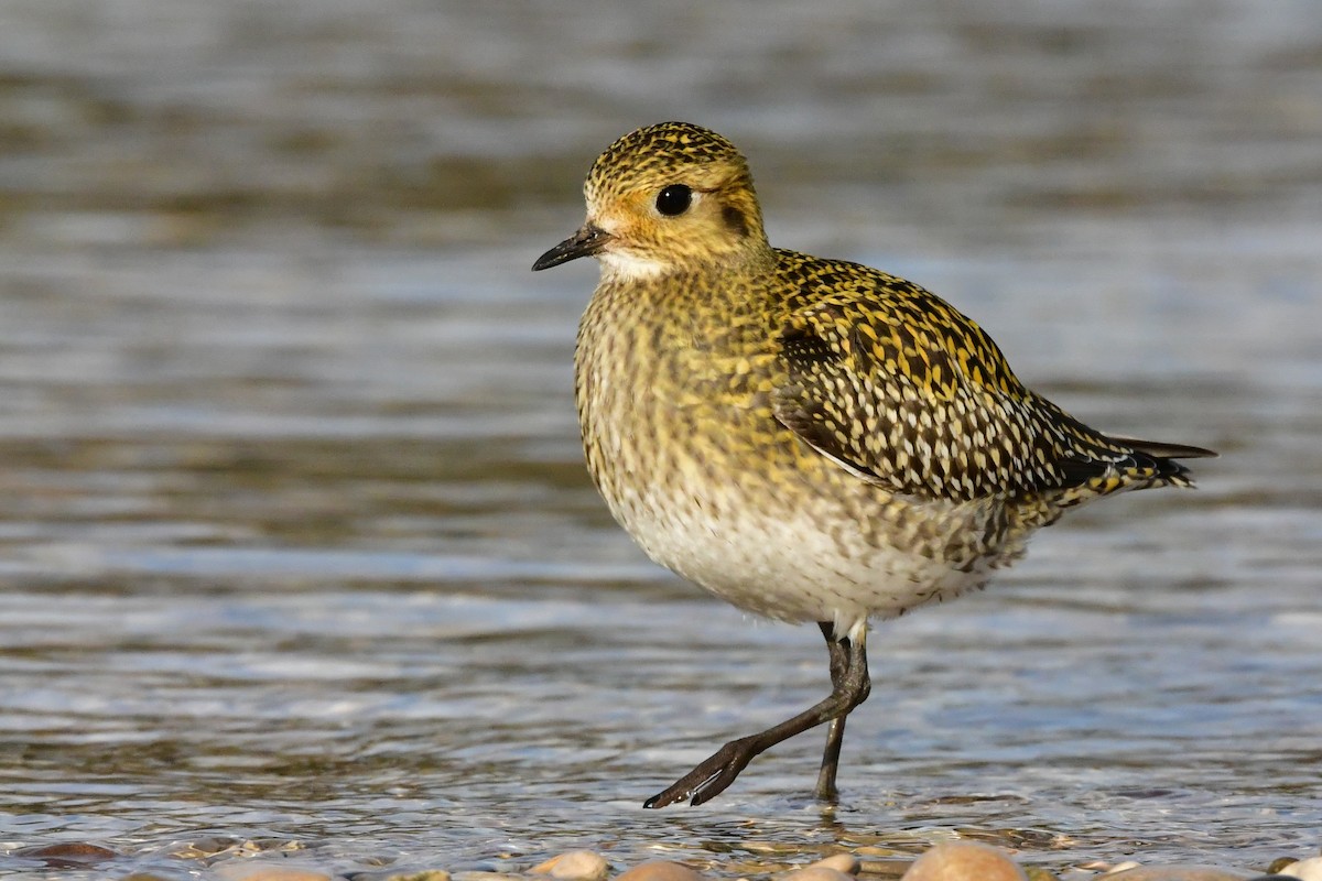 European Golden-Plover - ML299887561