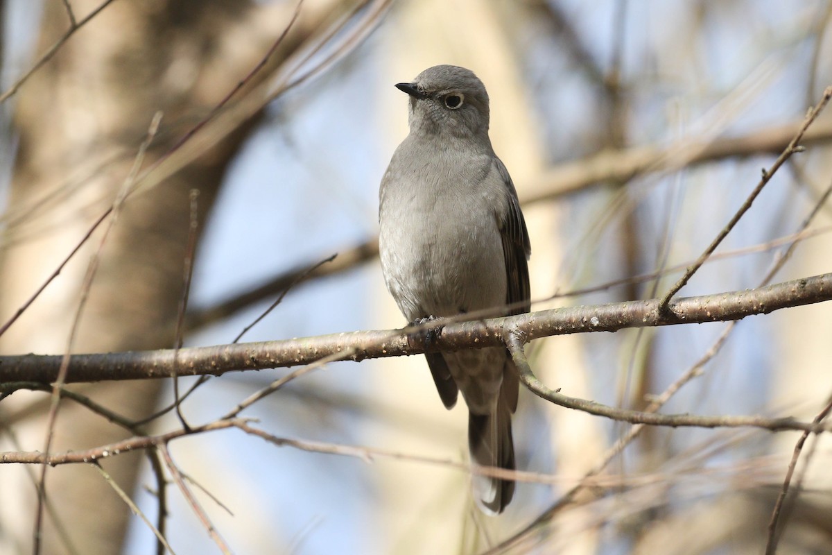 Townsend's Solitaire - Alex Lamoreaux