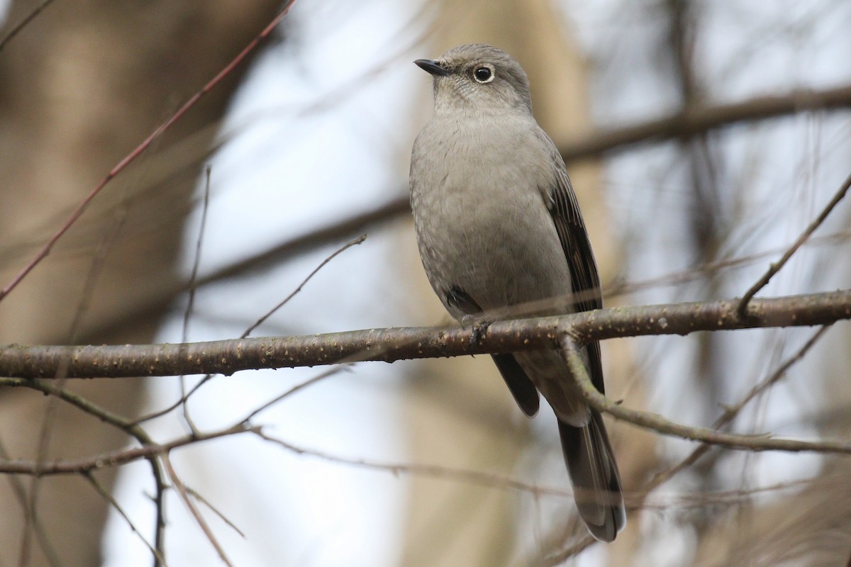 Townsend's Solitaire - Alex Lamoreaux