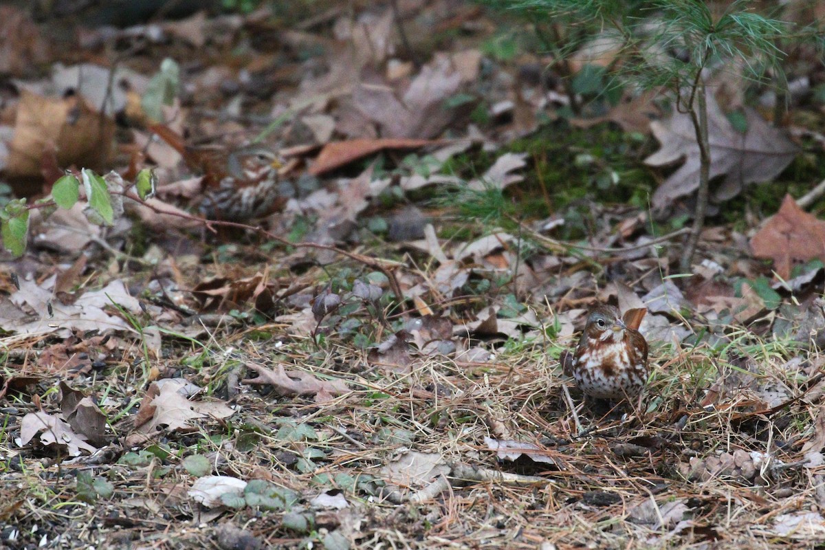 Fox Sparrow (Red) - ML299888411