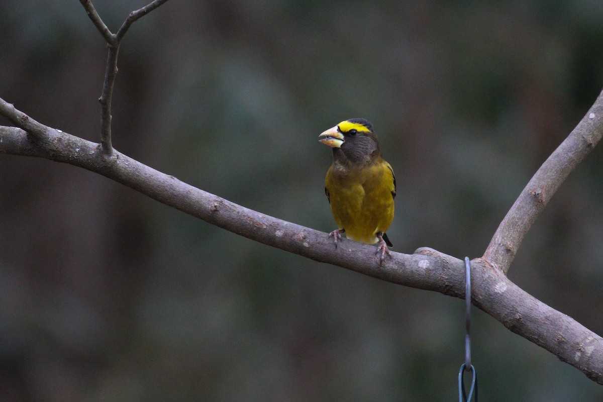 Evening Grosbeak (type 3) - ML299888621