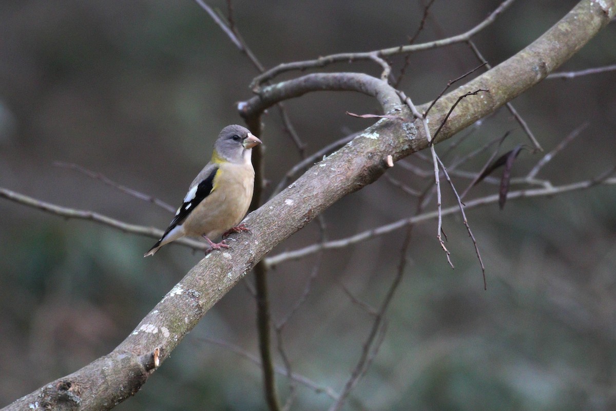 Evening Grosbeak (type 3) - ML299888731