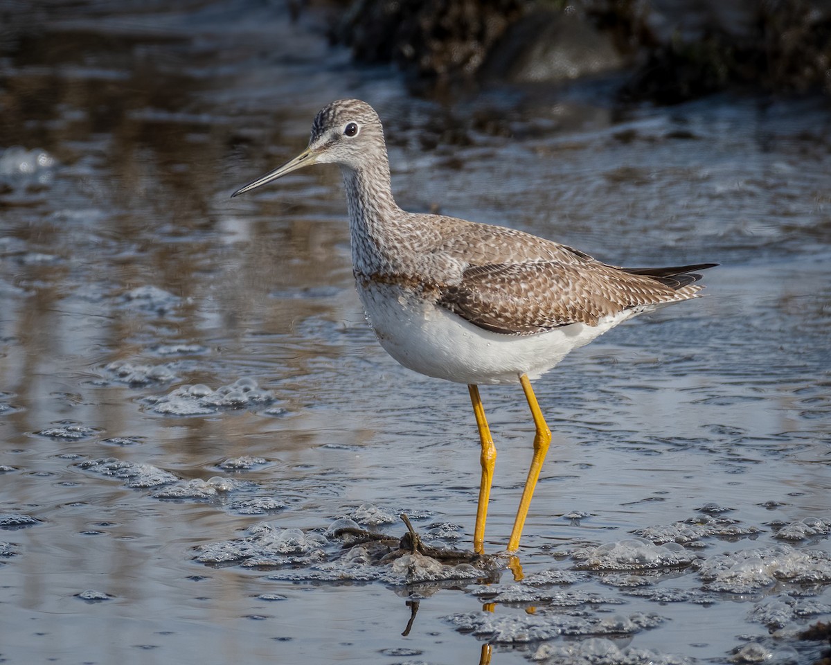 Greater Yellowlegs - ML299888971