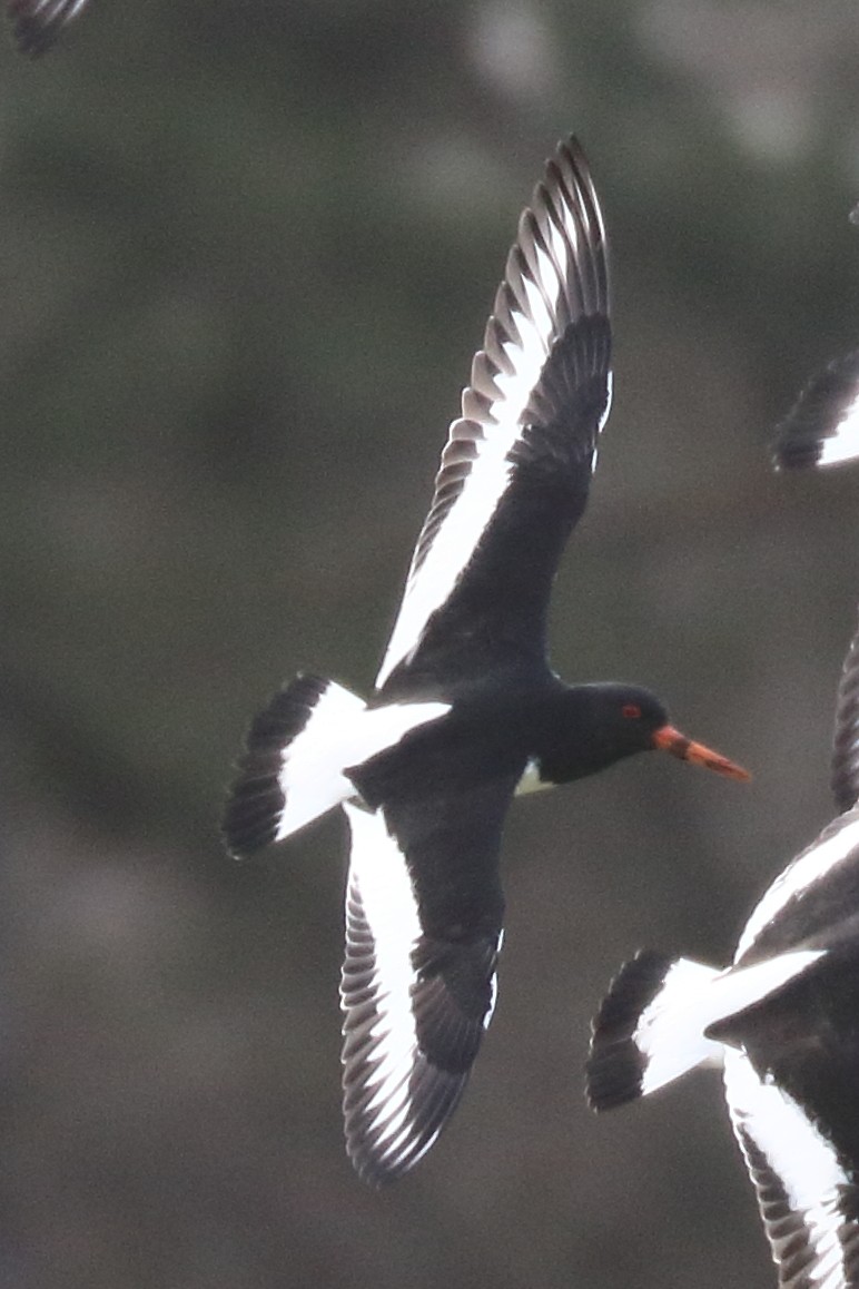 Eurasian Oystercatcher - Bruce Kerr