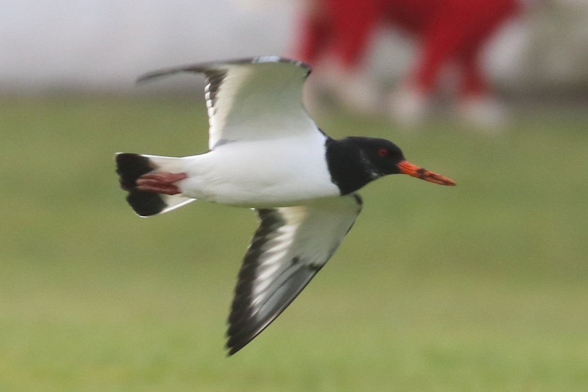 Eurasian Oystercatcher - Bruce Kerr