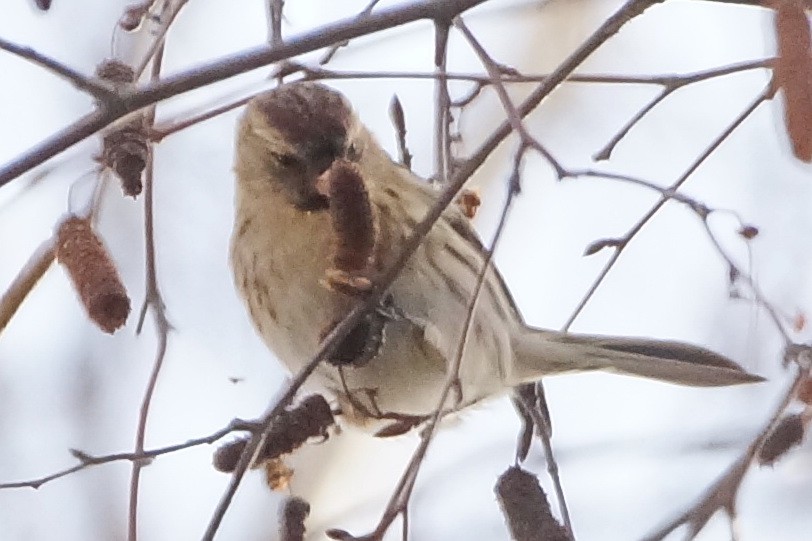 Common Redpoll - ML299889521