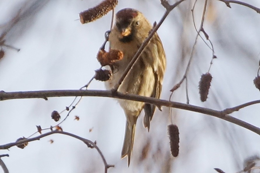 Common Redpoll - ML299889531