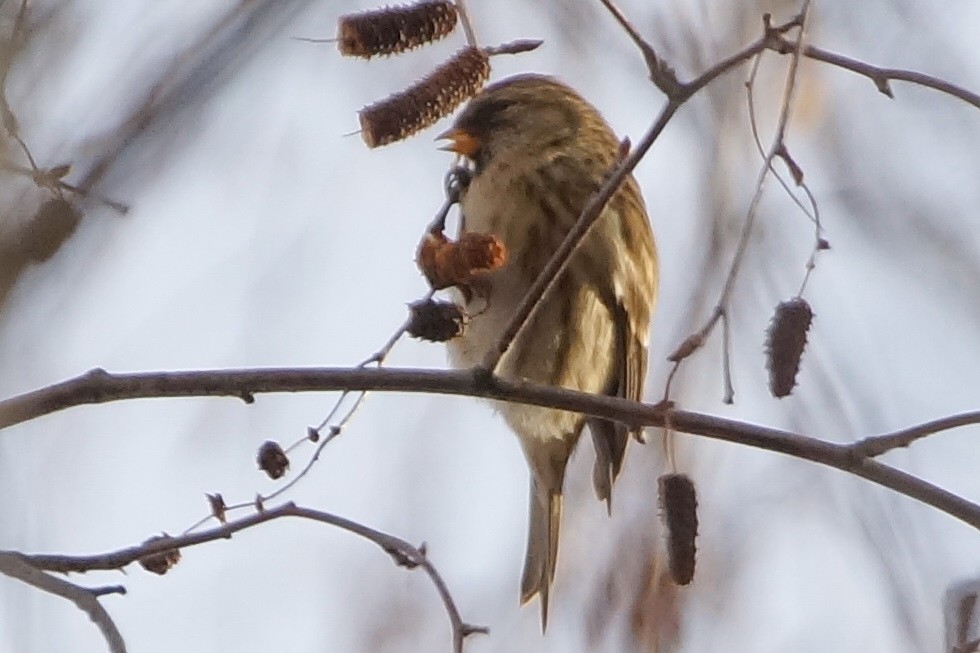 Common Redpoll - ML299889541