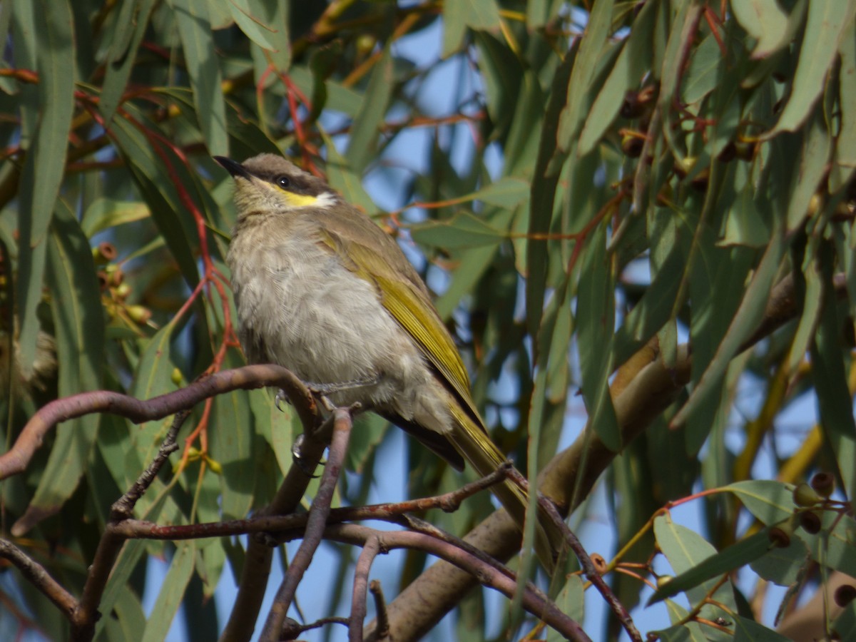 Singing Honeyeater - ML29989061