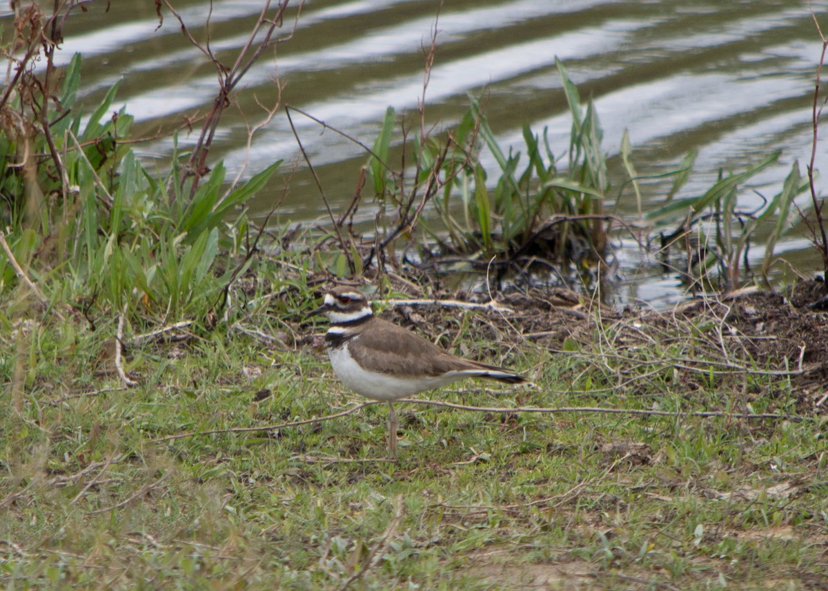 Killdeer - ML299890801