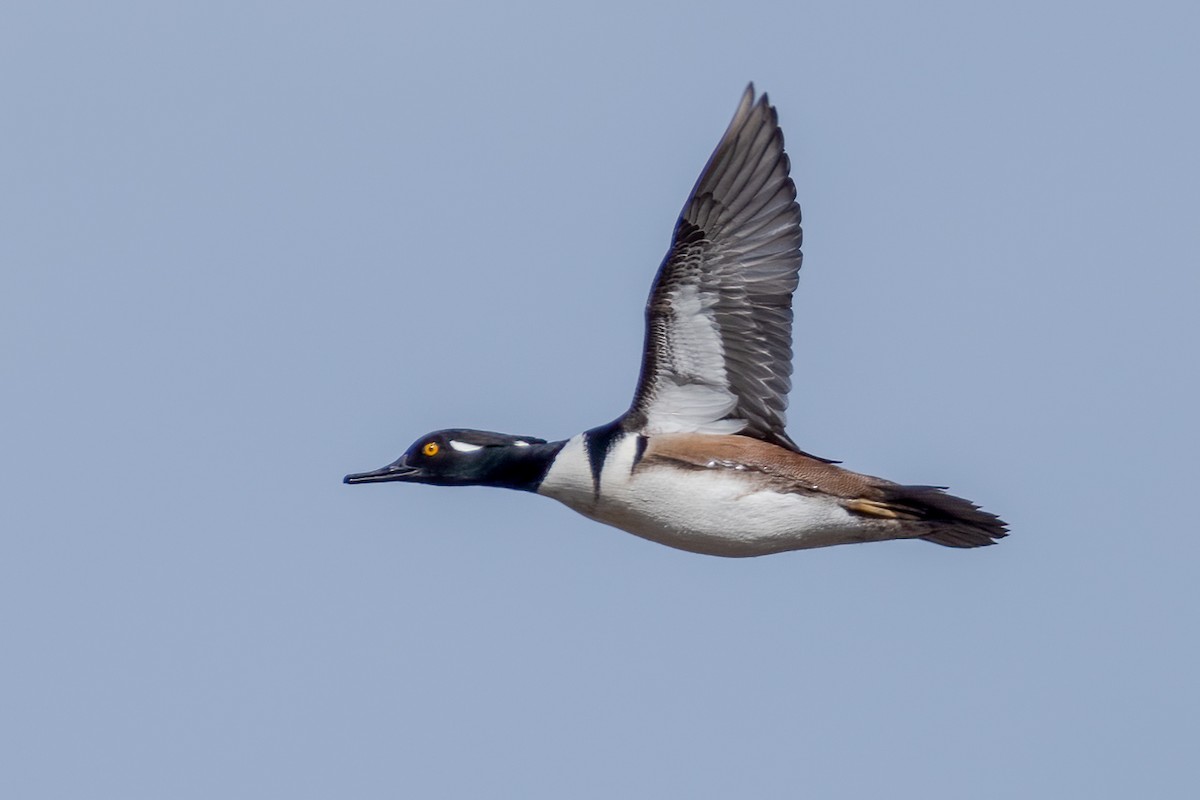 Hooded Merganser - ML299892551