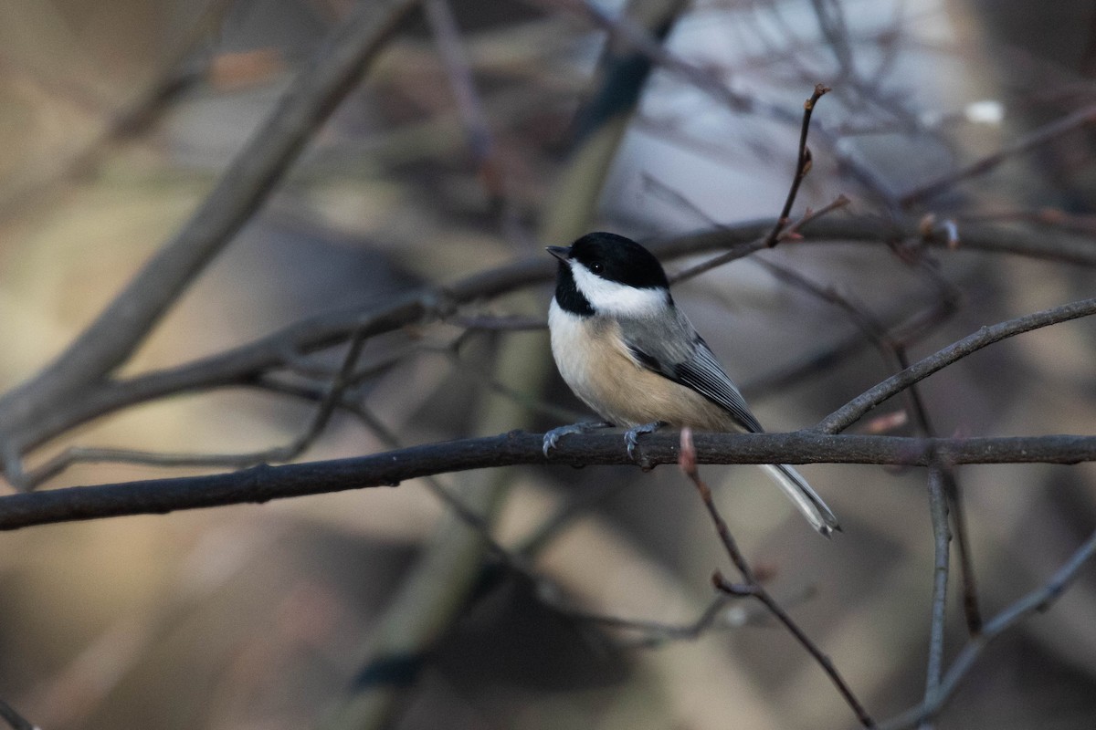 Carolina x Black-capped Chickadee (hybrid) - Alex Lamoreaux