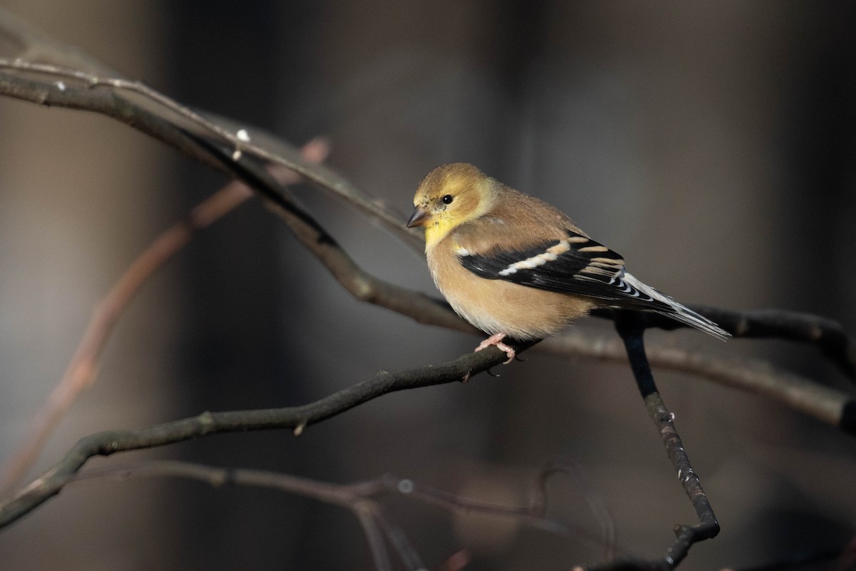 American Goldfinch - ML299892601