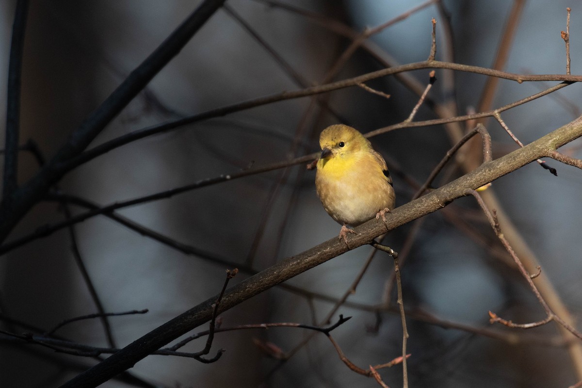 American Goldfinch - Alex Lamoreaux