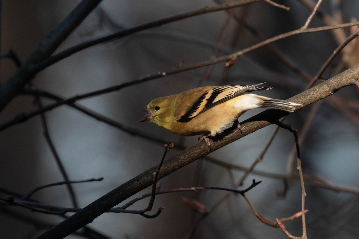 American Goldfinch - Alex Lamoreaux