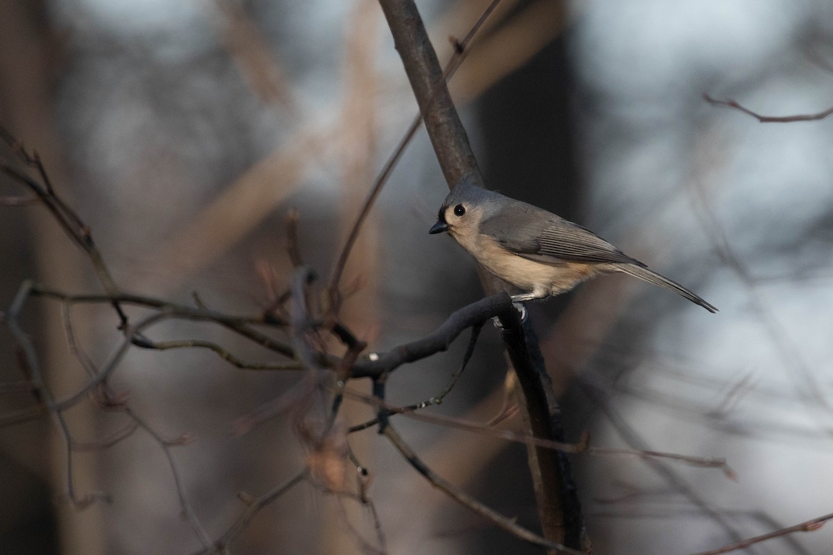 Tufted Titmouse - ML299892641