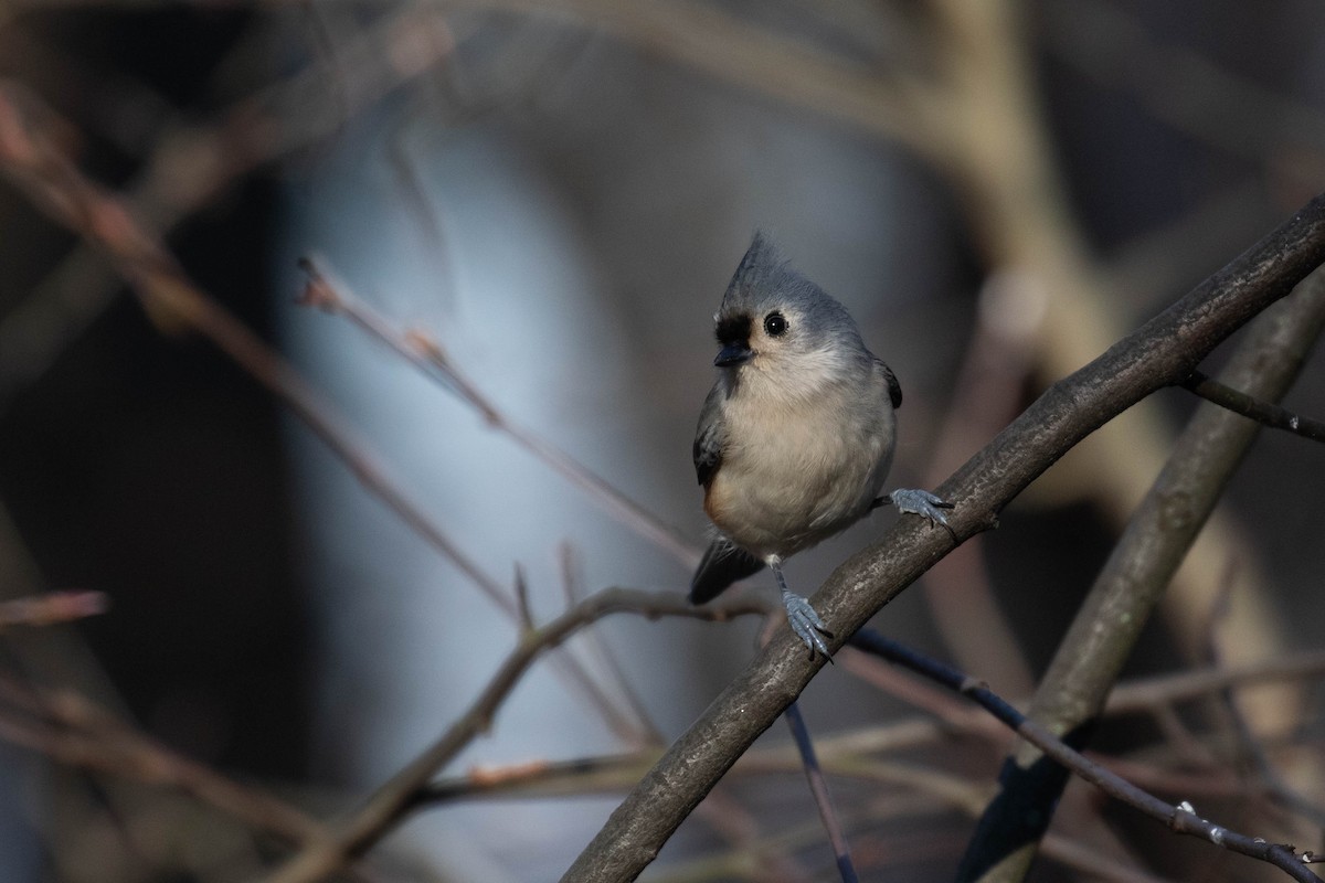 Tufted Titmouse - ML299892661