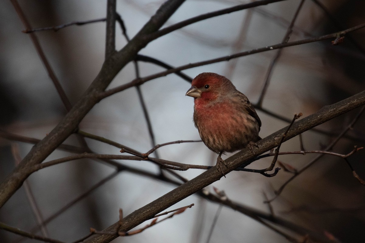 House Finch - ML299892691