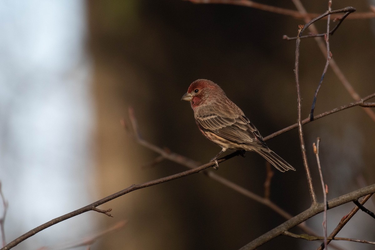 House Finch - ML299892701