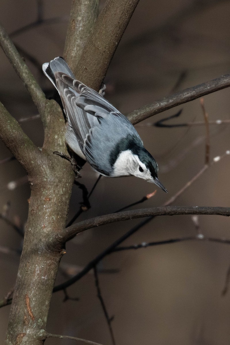 White-breasted Nuthatch (Eastern) - Alex Lamoreaux