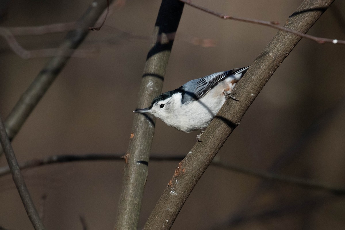 White-breasted Nuthatch (Eastern) - Alex Lamoreaux