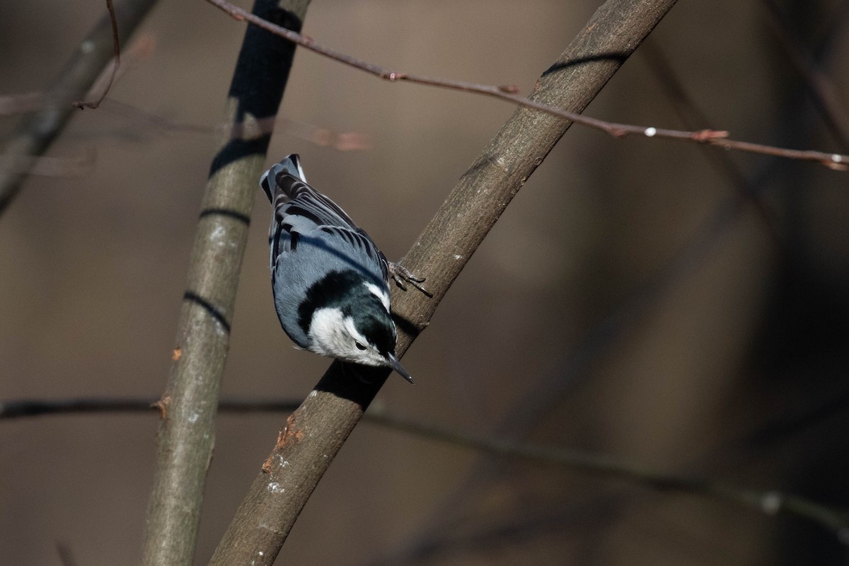 Weißbrustkleiber (carolinensis) - ML299892751