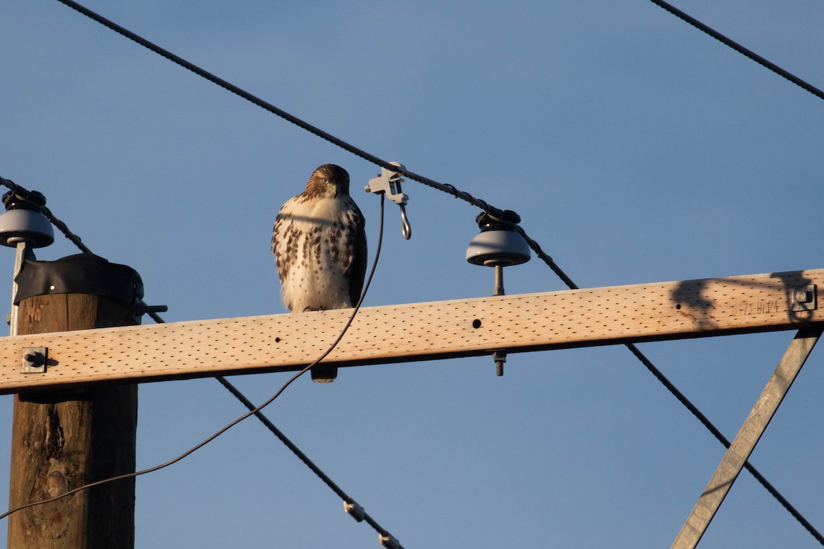 Red-tailed Hawk - ML299892981