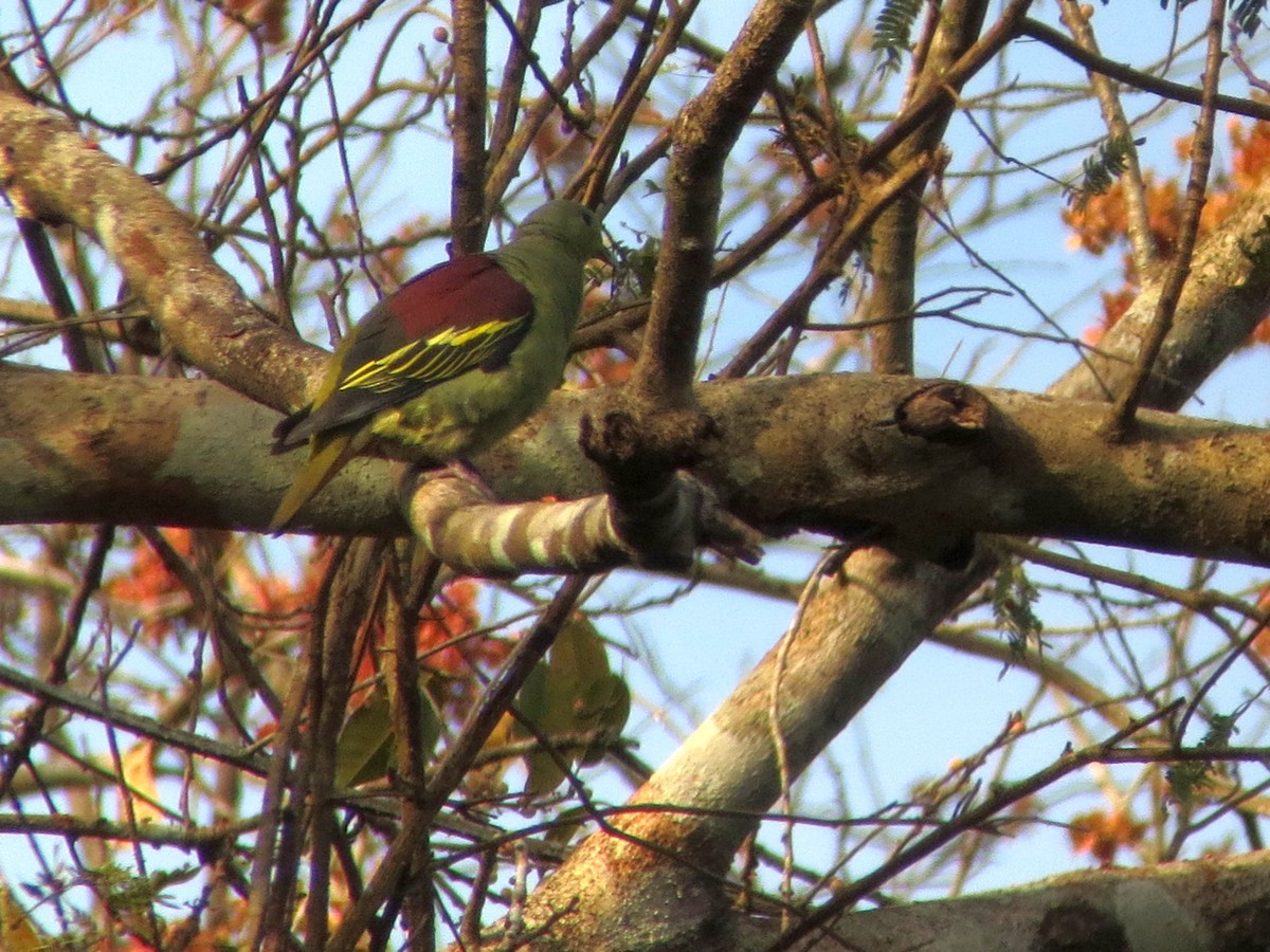 Gray-fronted Green-Pigeon - ML299894091