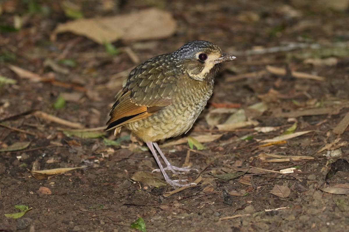 Variegated Antpitta - ML299897131