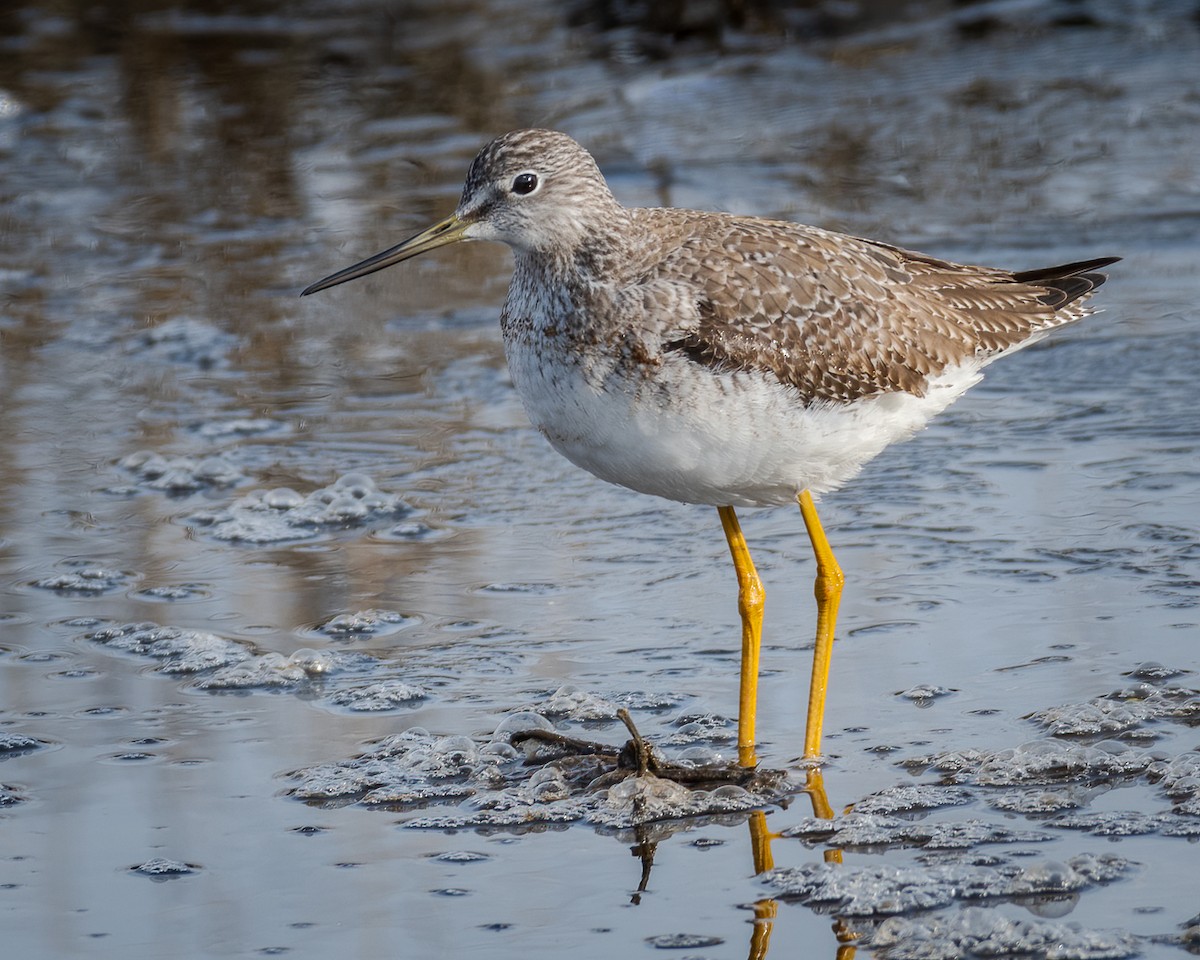 Greater Yellowlegs - ML299897191