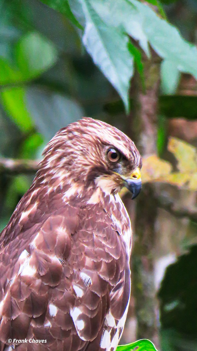 Broad-winged Hawk - ML299897211