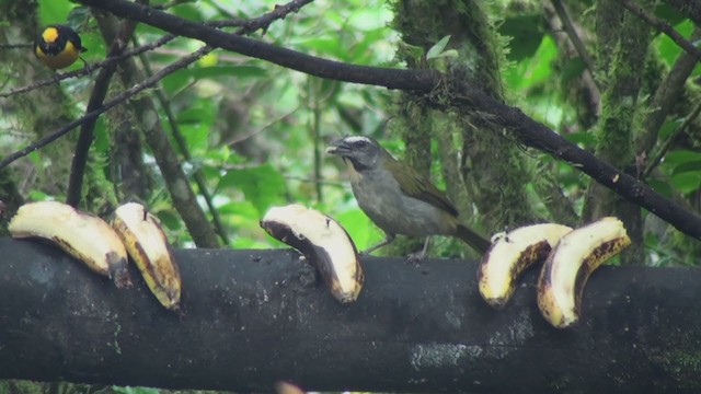 Buff-throated Saltator - ML299897631