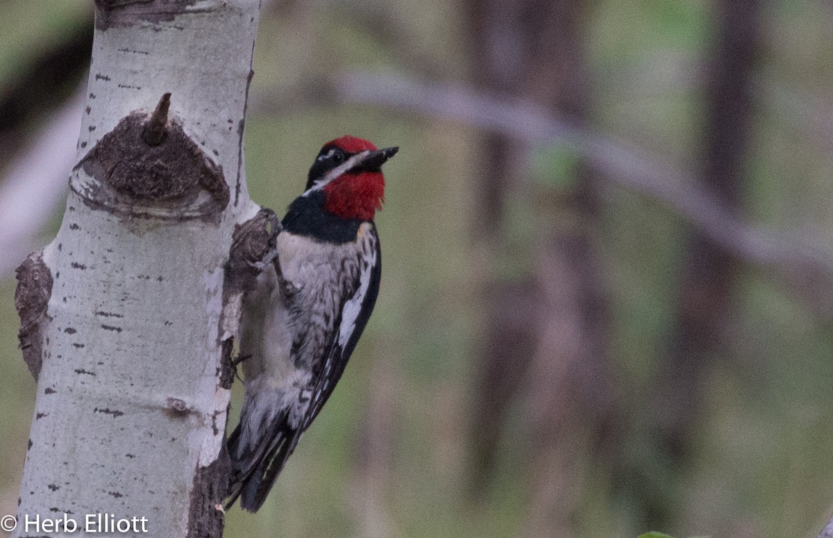 Red-naped Sapsucker - ML29989791