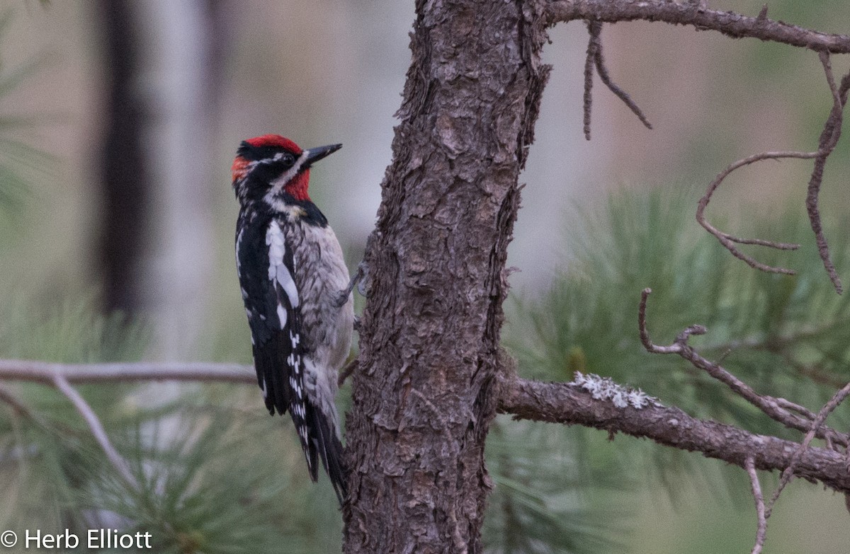 Red-naped Sapsucker - ML29989801