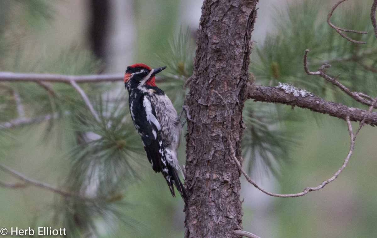 Red-naped Sapsucker - ML29989821