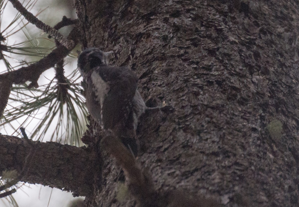 American Three-toed Woodpecker - ML29989861