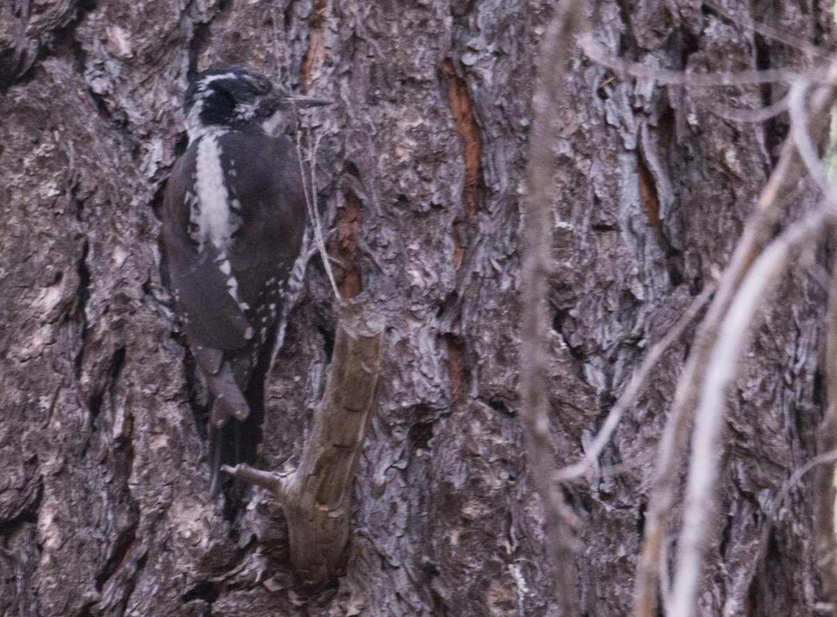 American Three-toed Woodpecker - ML29989871