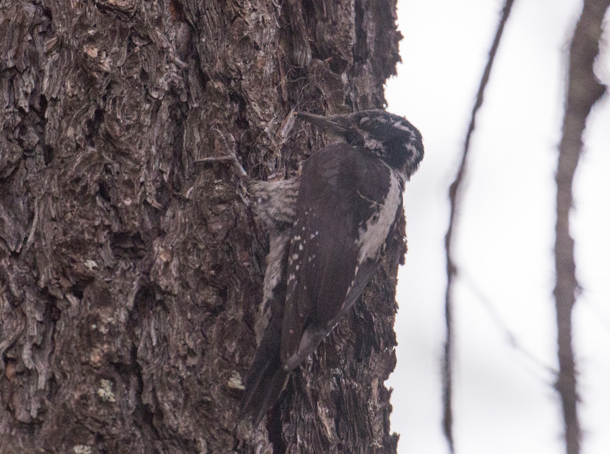 American Three-toed Woodpecker - ML29989881