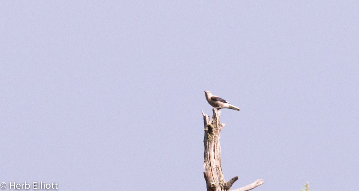 Clark's Nutcracker - ML29989921