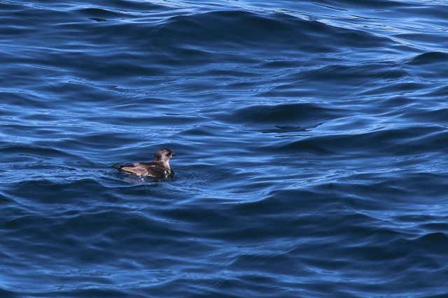 Common Diving-Petrel - Alan Henry