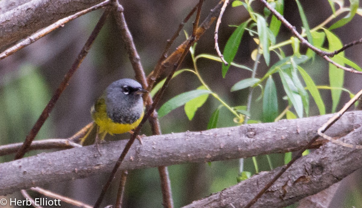 MacGillivray's Warbler - ML29989961