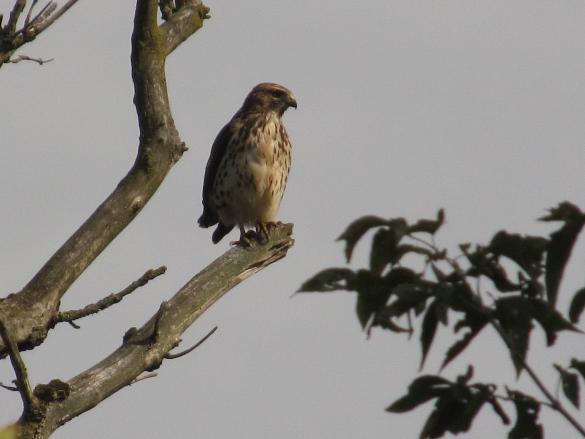 Red-tailed Hawk - ML299900321