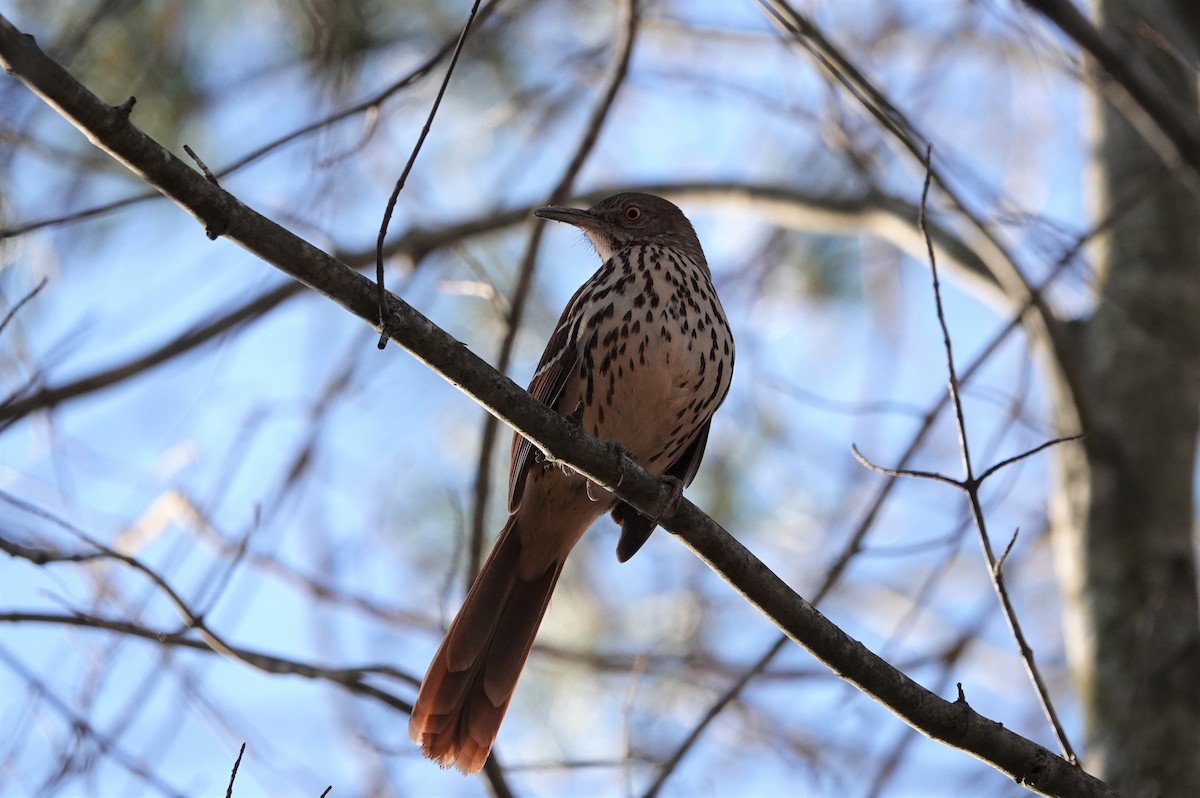 Brown Thrasher - Mark Goodwin