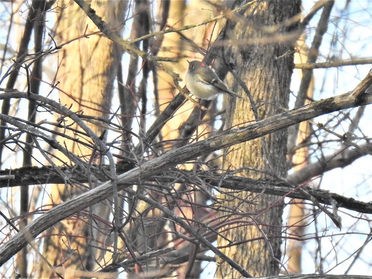 Ruby-crowned Kinglet - ML299903151