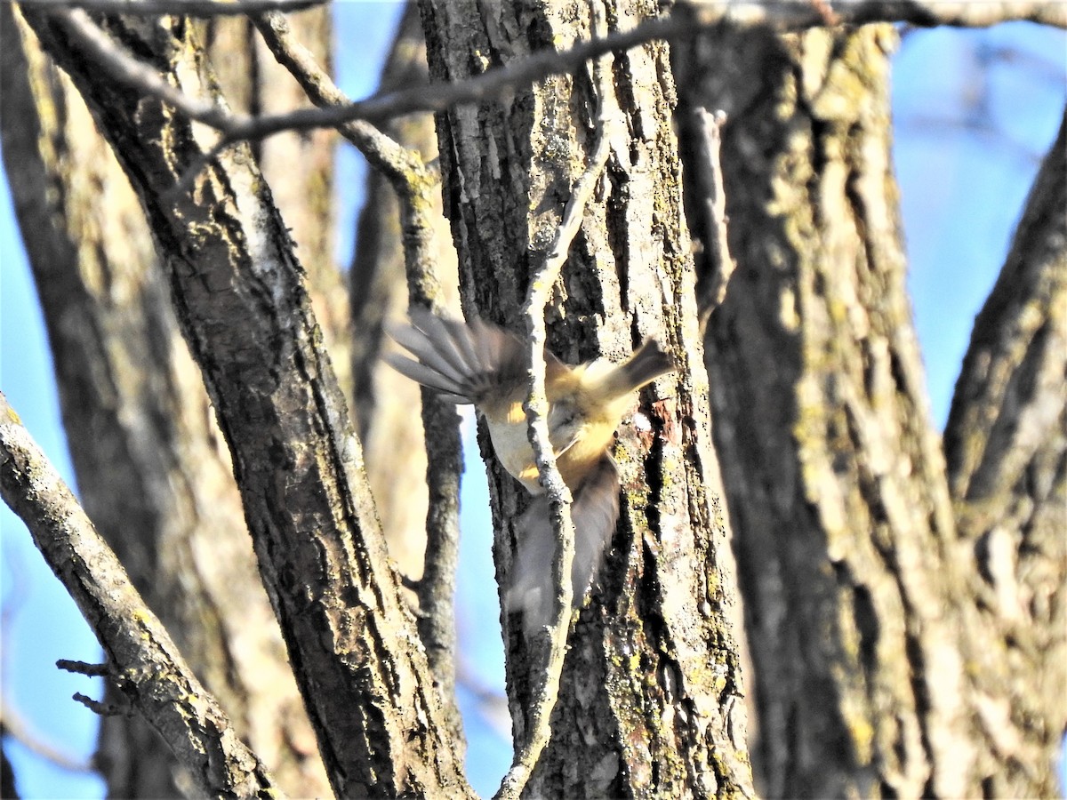 Ruby-crowned Kinglet - ML299903171