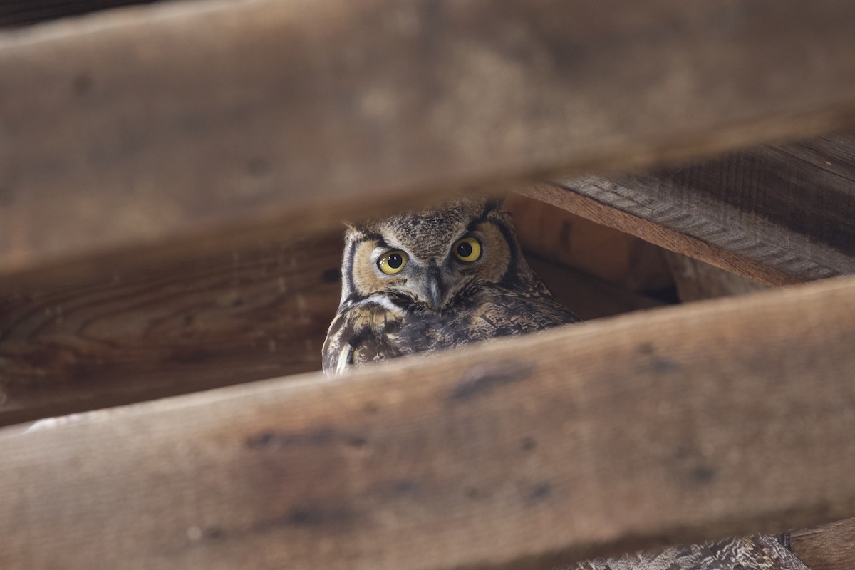 Great Horned Owl - ML299903631