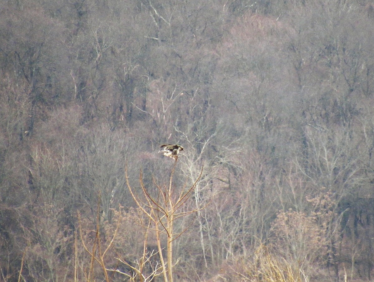 Rough-legged Hawk - ML299904721