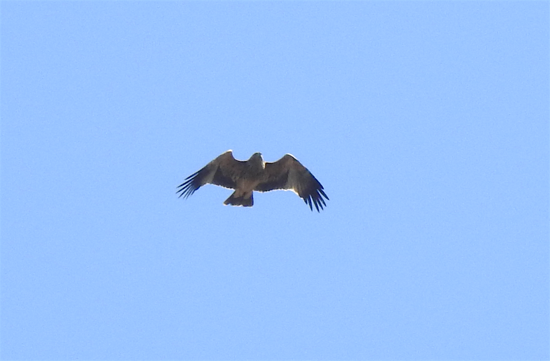 Imperial Eagle - ML299904741
